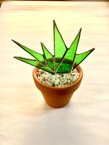 Small Cactus